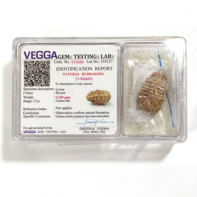 1 mukhi Rudraksha naturale - 1 faccia 3,22 gr