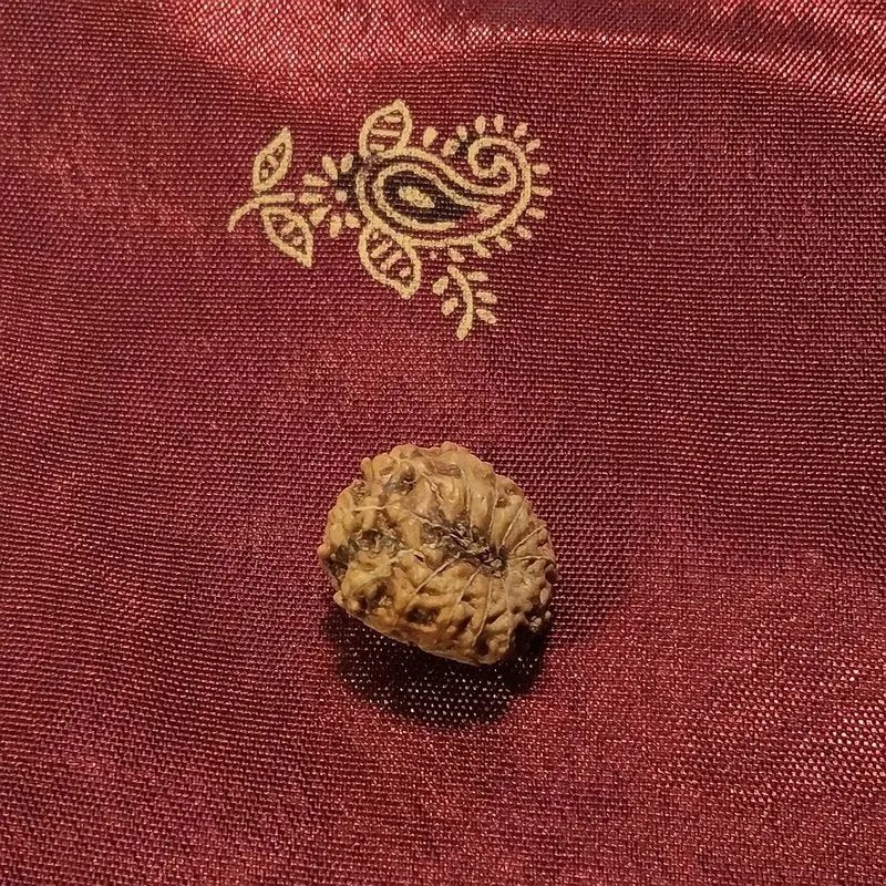 13 Mukhi Rudraksha naturale - 13 facce 0,98 gr