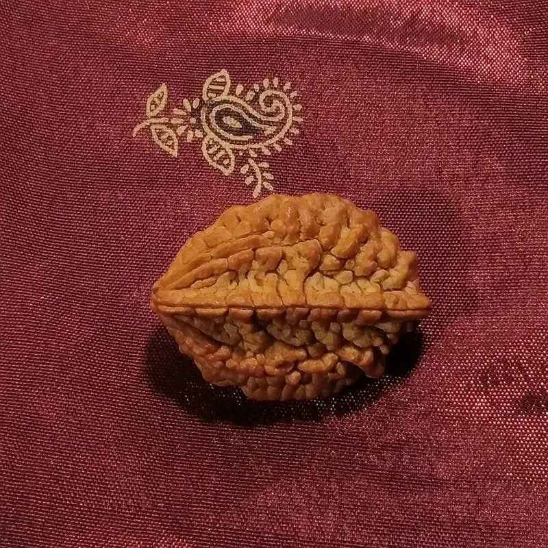 2 mukhi Rudraksha naturale - 2 facce 4,68 gr