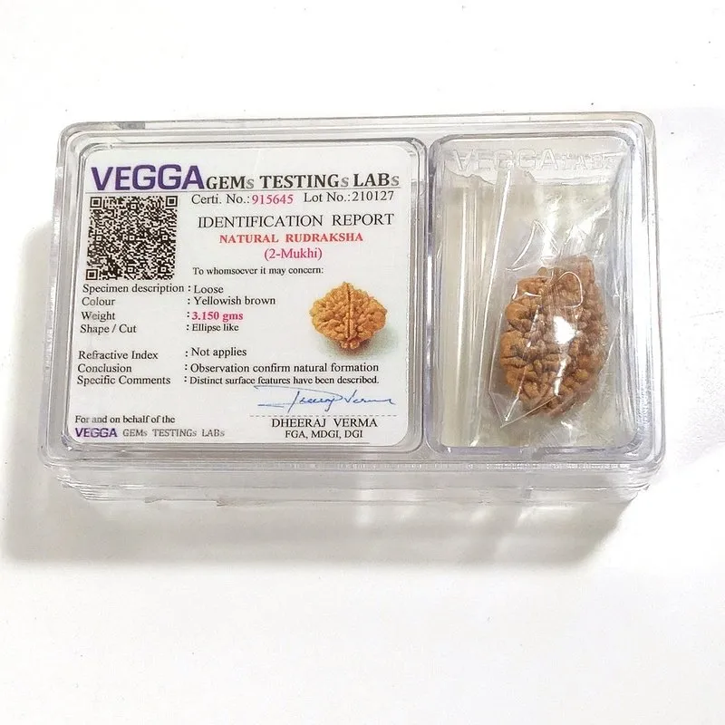 2 mukhi Rudraksha naturale - 2 facce 3,15 gr
