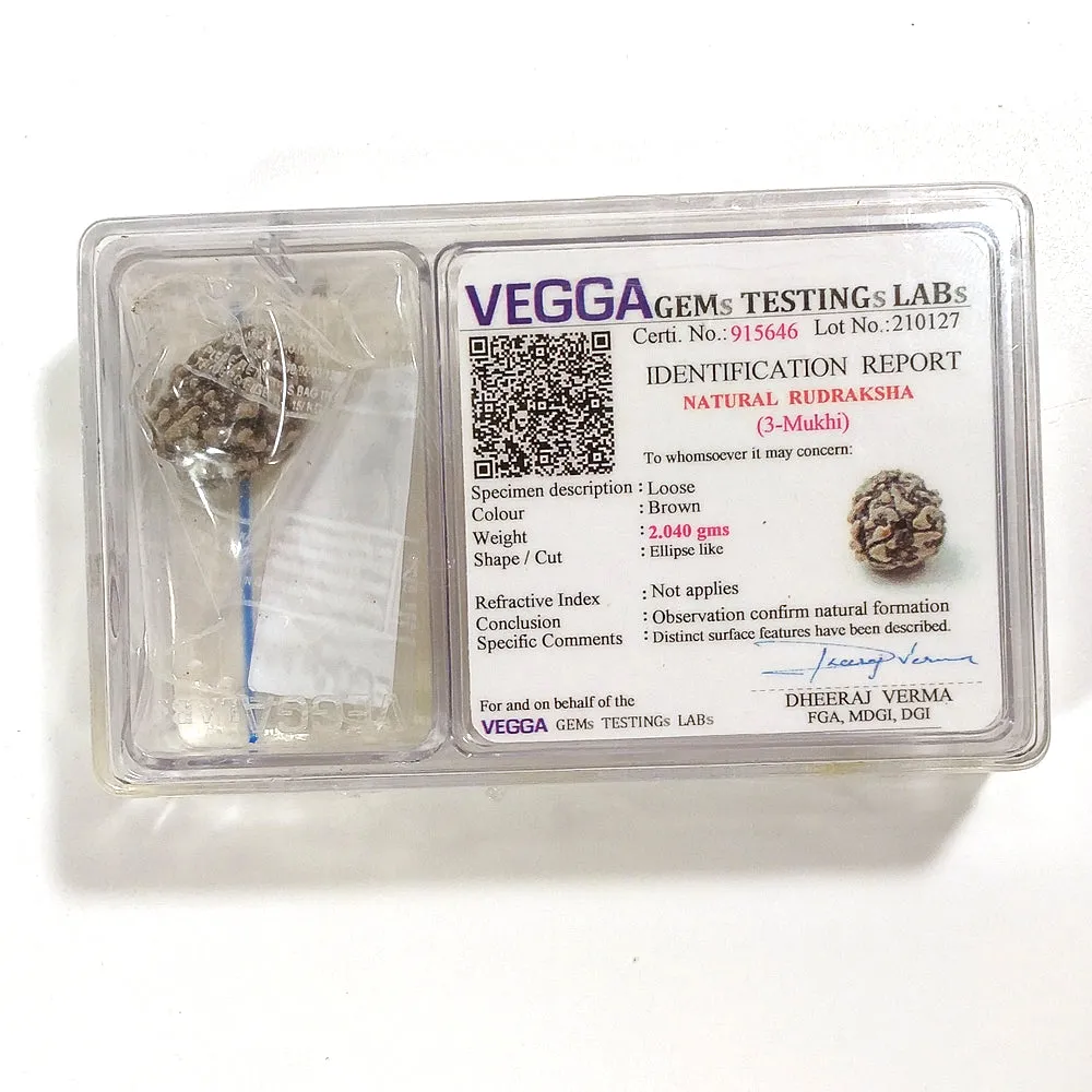 3 Mukhi Rudraksha naturale - 3 facce 2,04 gr