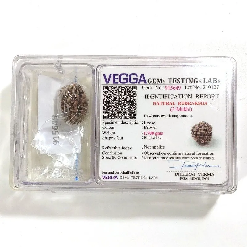 3 Mukhi Rudraksha naturale - 3 facce 1,7 gr