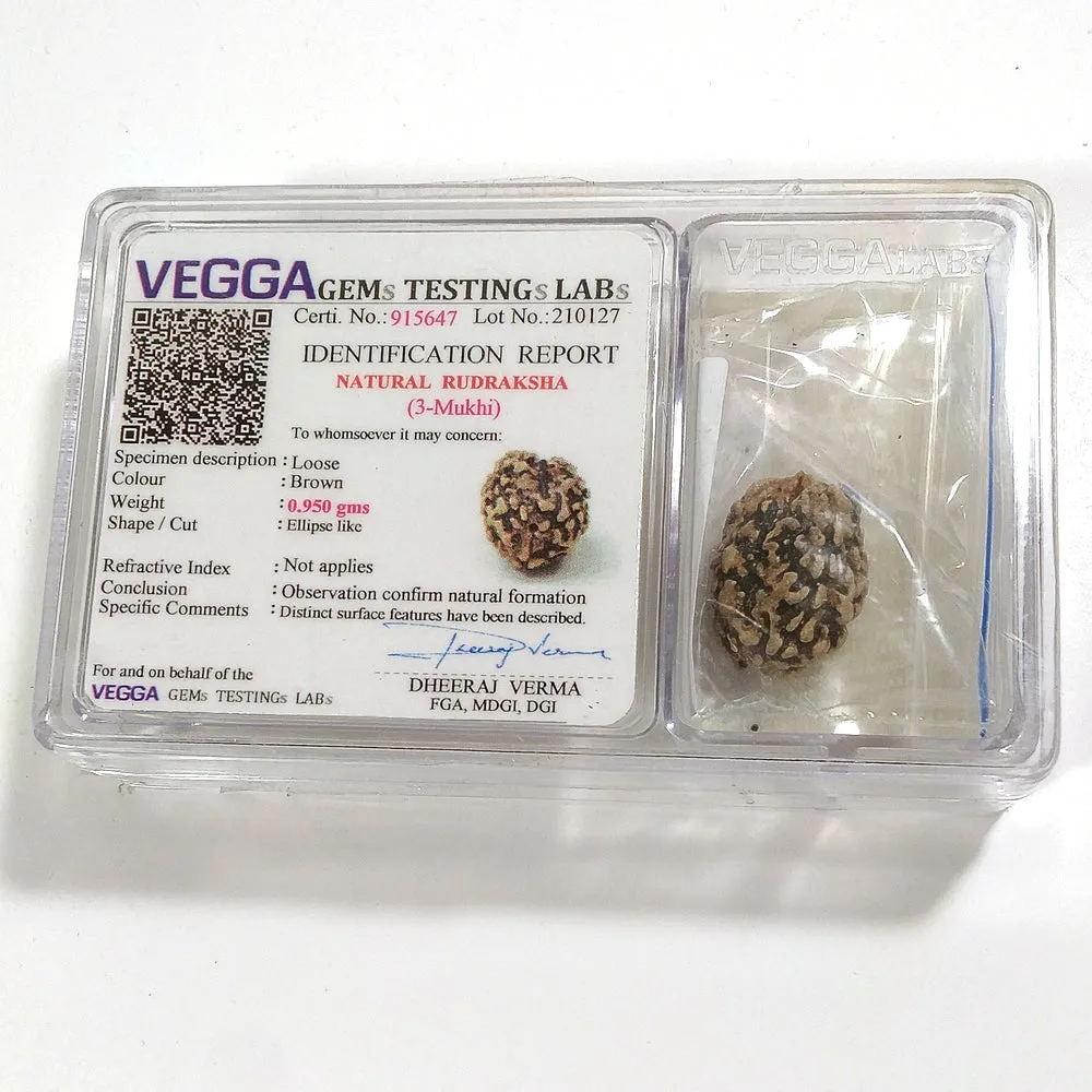 3 Mukhi Rudraksha naturale - 3 facce 0,95 gr