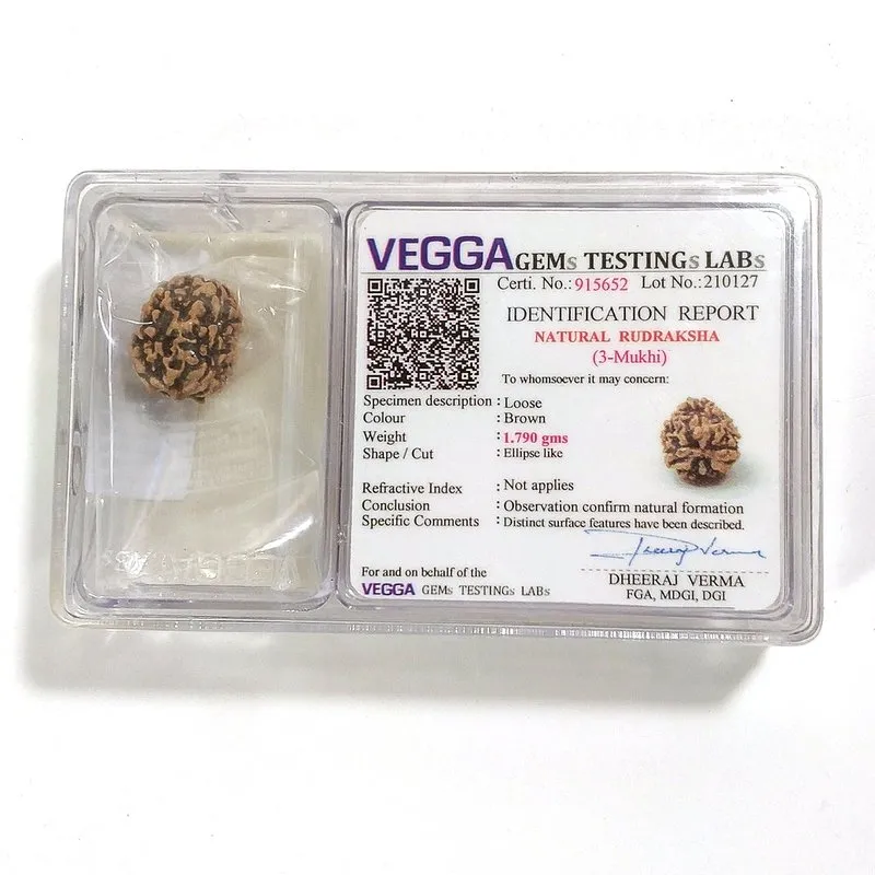 3 Mukhi Rudraksha naturale - 3 facce 1,79 gr