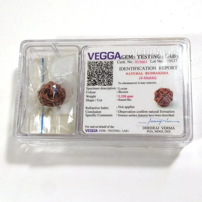 4 Mukhi Rudraksha naturale - 4 facce 2,2 gr