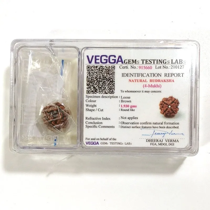 4 Mukhi Rudraksha naturale - 4 facce 1,93 grammi