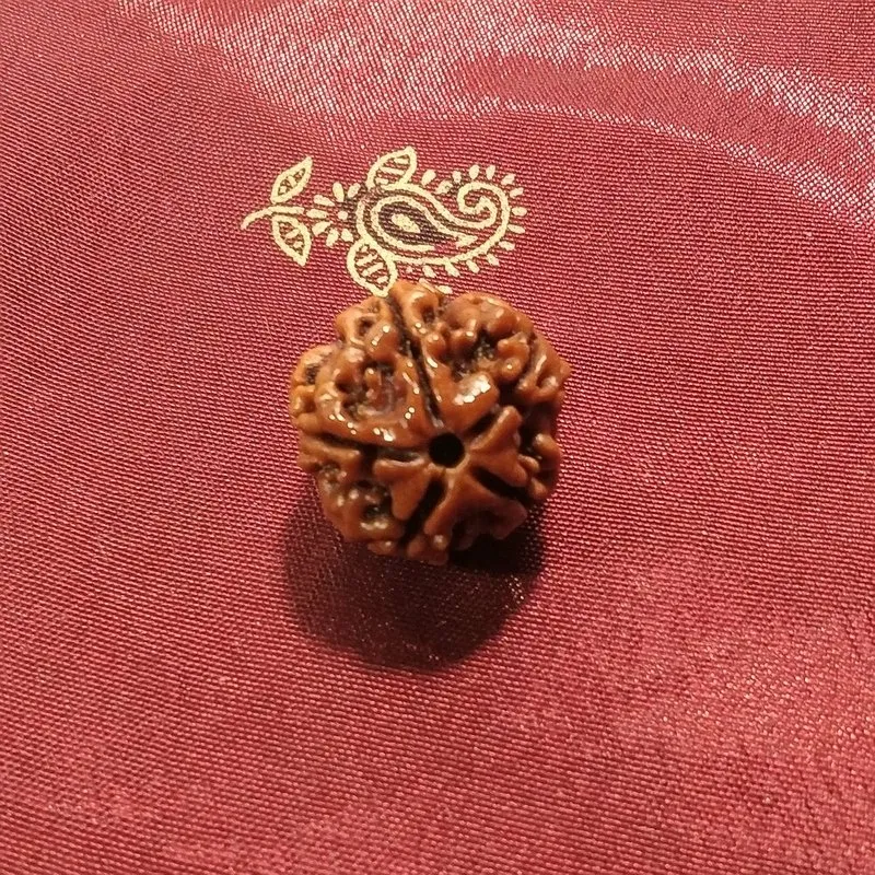 5 Mukhi Rudraksha naturale - 5 facce 2,7 gr