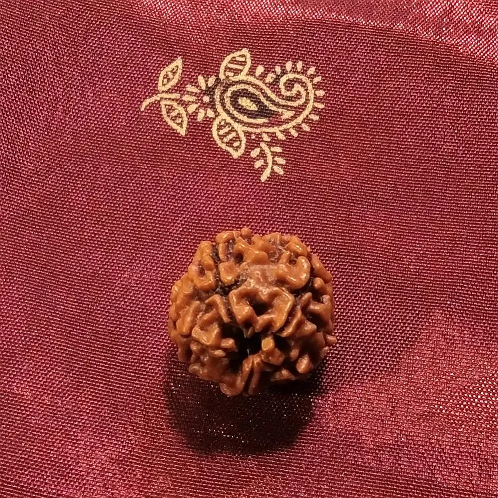 5 Mukhi Rudraksha naturale - 5 facce 2,55 gr