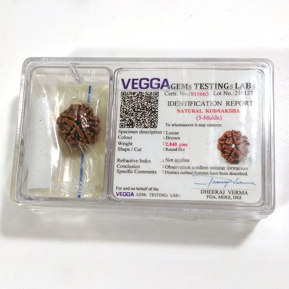 5 Mukhi Rudraksha naturale - 5 facce 2,84 gr