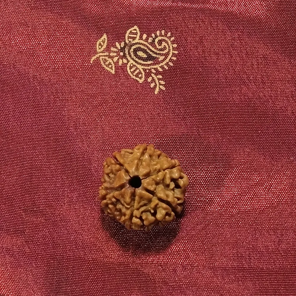 6 Mukhi Rudraksha naturale - 6 facce 3,23 gr