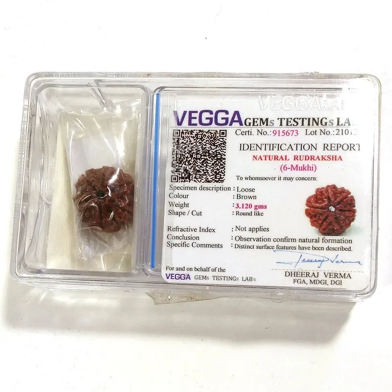 6 Mukhi Rudraksha naturale - 6 Mukhi 3,12 gr