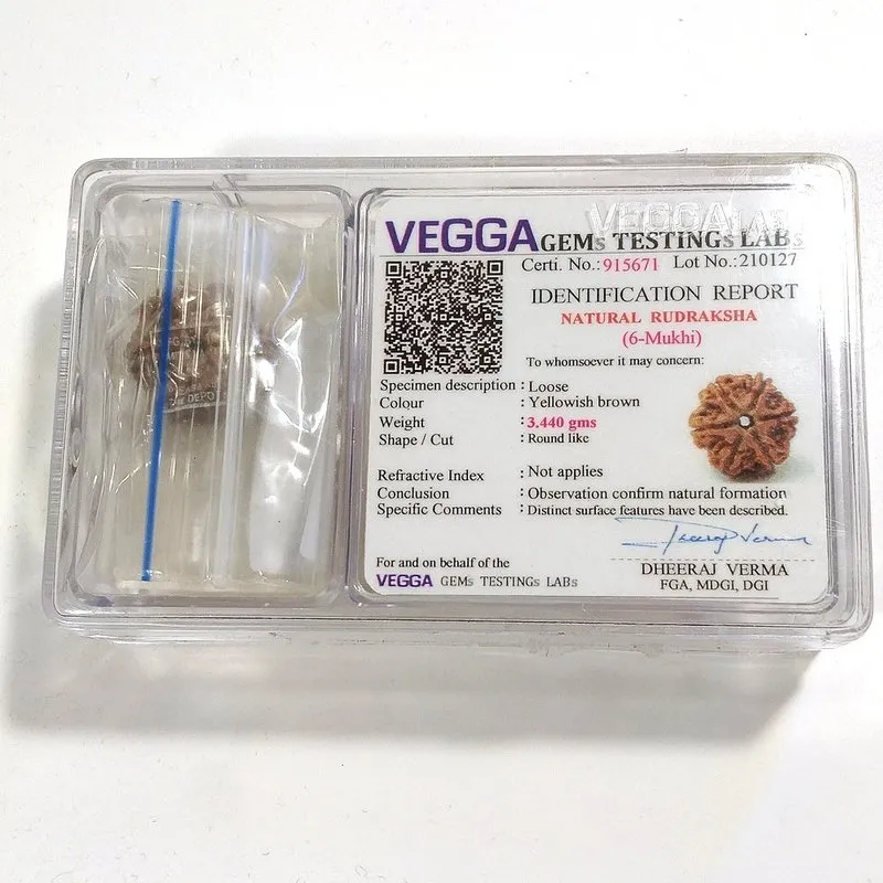 6 Mukhi Rudraksha naturale - 6 facce 3,44 gr