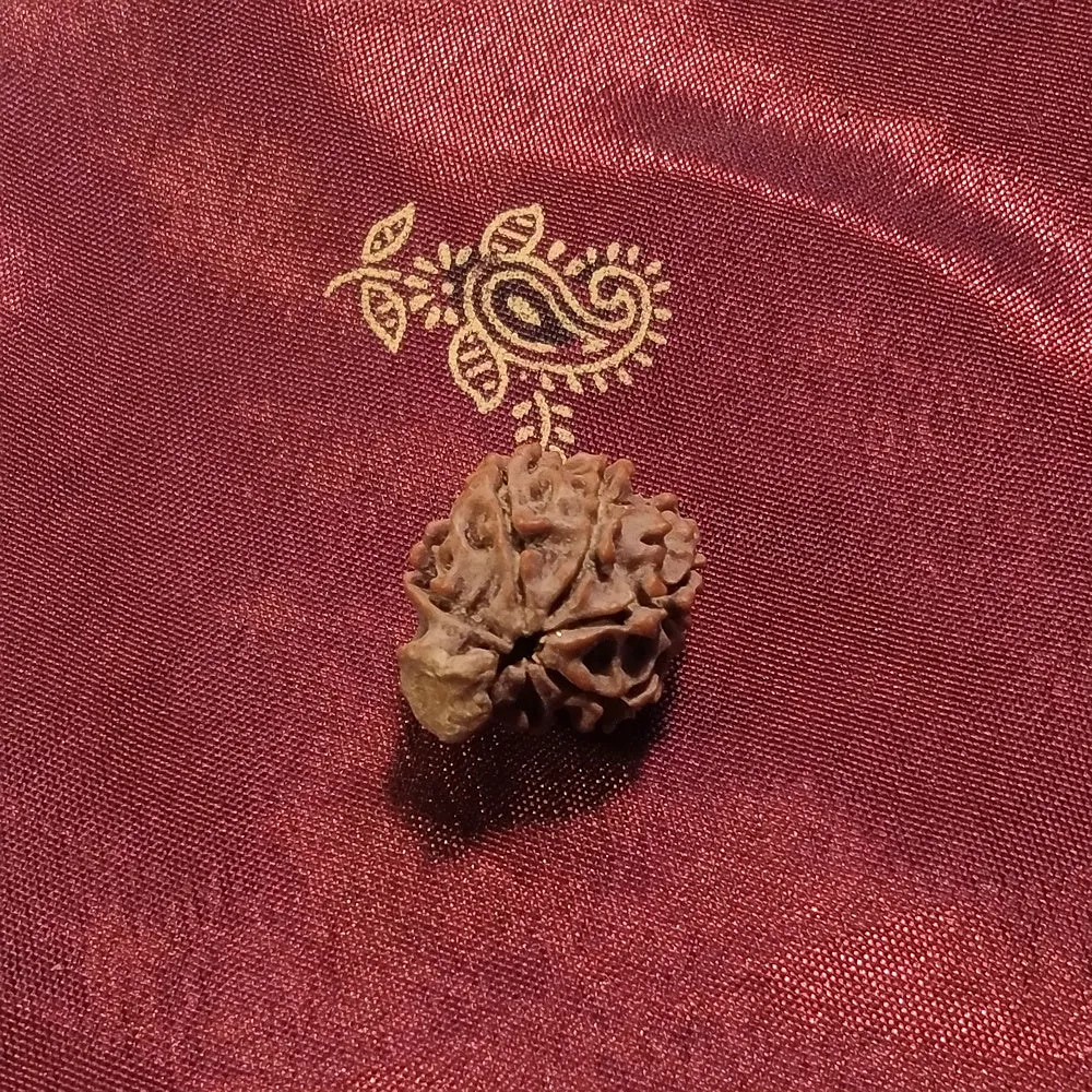 7 mukhi Rudraksha naturale - 7 facce 1,88 gr