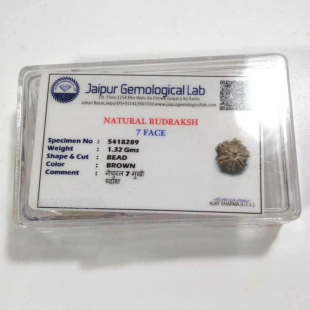 7 mukhi Rudraksha naturale - 7 facce 1,32 gr