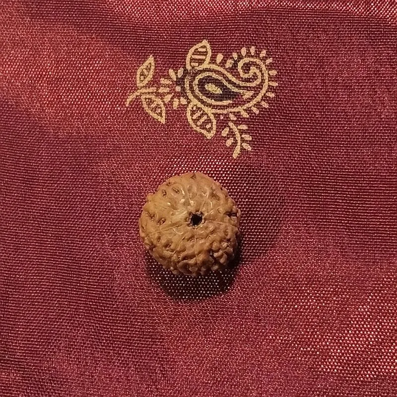 9 Mukhi Rudraksha naturale - 9 facce 0,91 gr