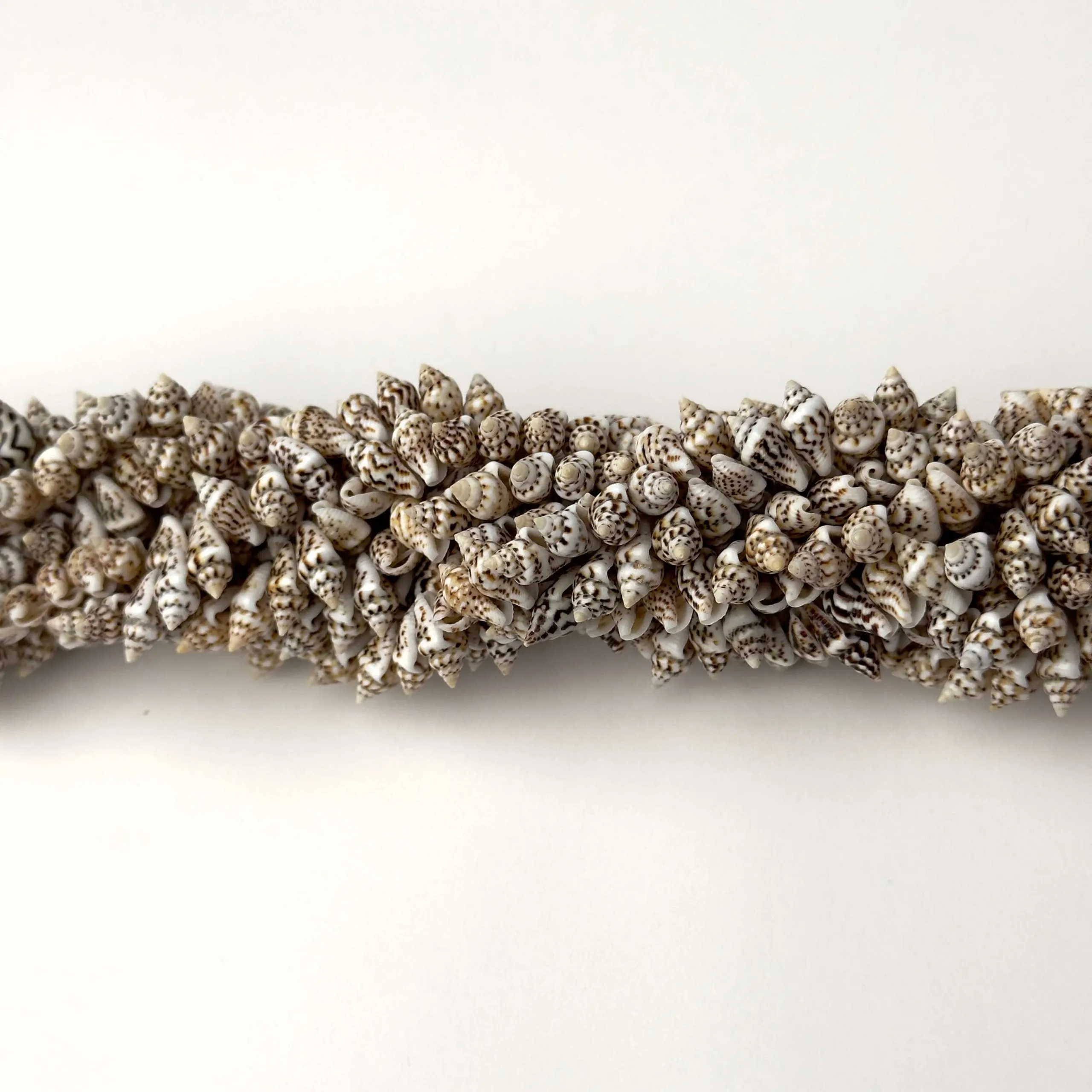 Filo di Conchiglia Naturale per Bigiotteria 10 x 7 mm