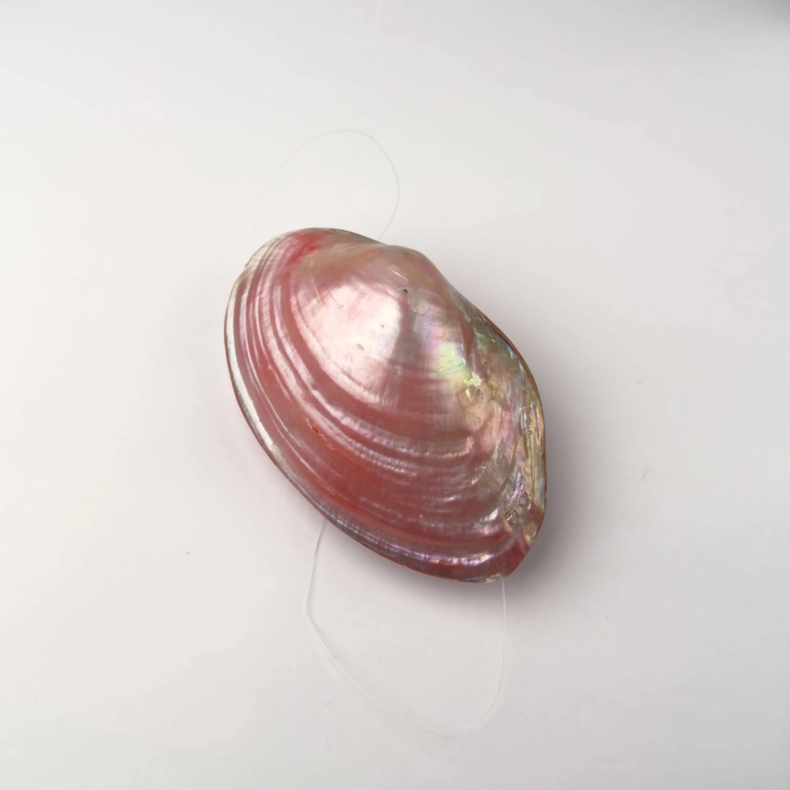 Conchiglia di Madreperla Kabebe Rosa - 10 x 7 cm