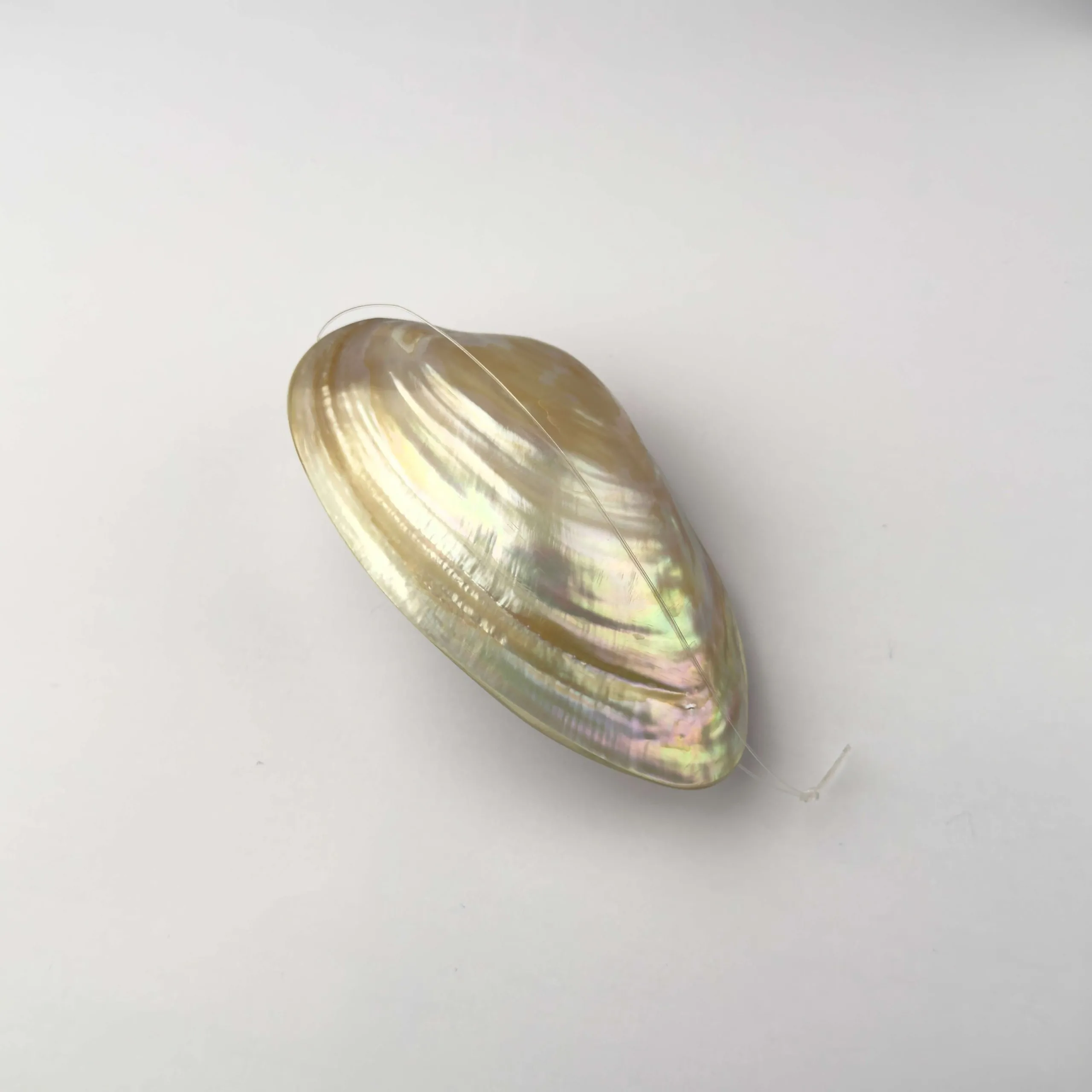 Conchiglia di Madreperla Kabebe Oro Natural - 10 x 7 cm