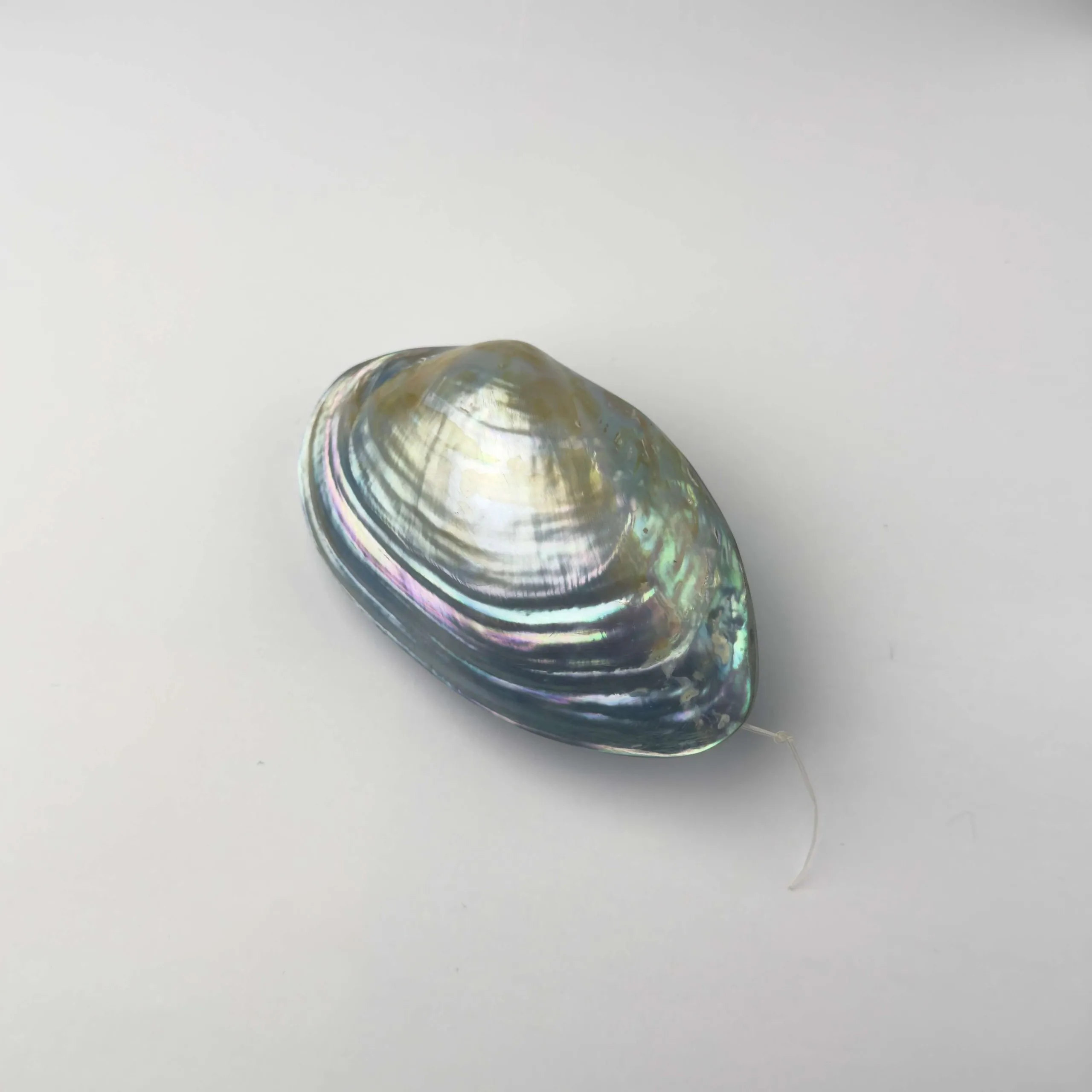 Conchiglia di Madreperla Kabebe Azzurro - 10 x 7 cm